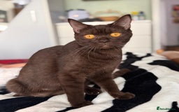 British Shorthair cats for sale: 2 beautiful BritishShorthair Colourpointed❤️‍🔥💝  - Image 16