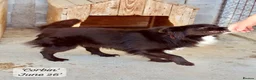 Mixed Breed dogs for adoption: Corbin, 2.5 yrs approx. Available for adoption. in Brixham - Advert 4