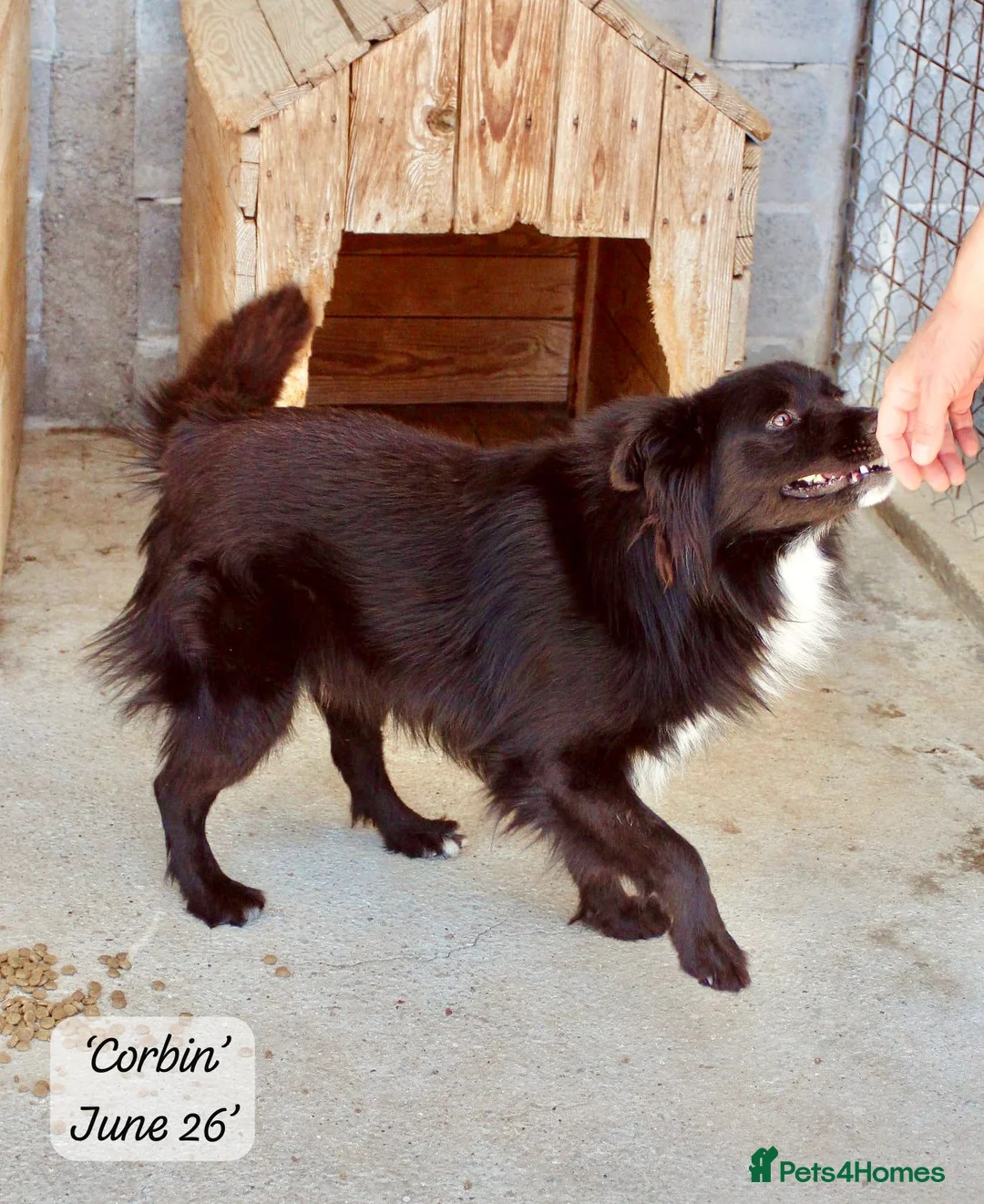 Mixed Breed dogs for adoption: Corbin, 2.5 yrs approx. Available for adoption. in Brixham - Advert 4