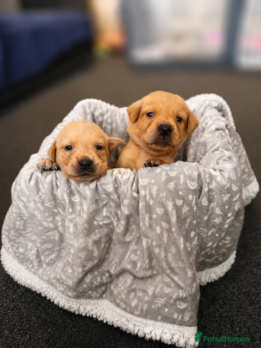 Goldador dogs 11 Beautiful Goldador puppies - Advert 1