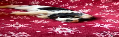 Cavalier King Charles Spaniel 4