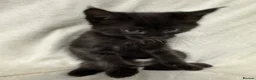 Maine Coon cats for sale: Gorgeous multi coloured half maine coon babies  - Advert 8
