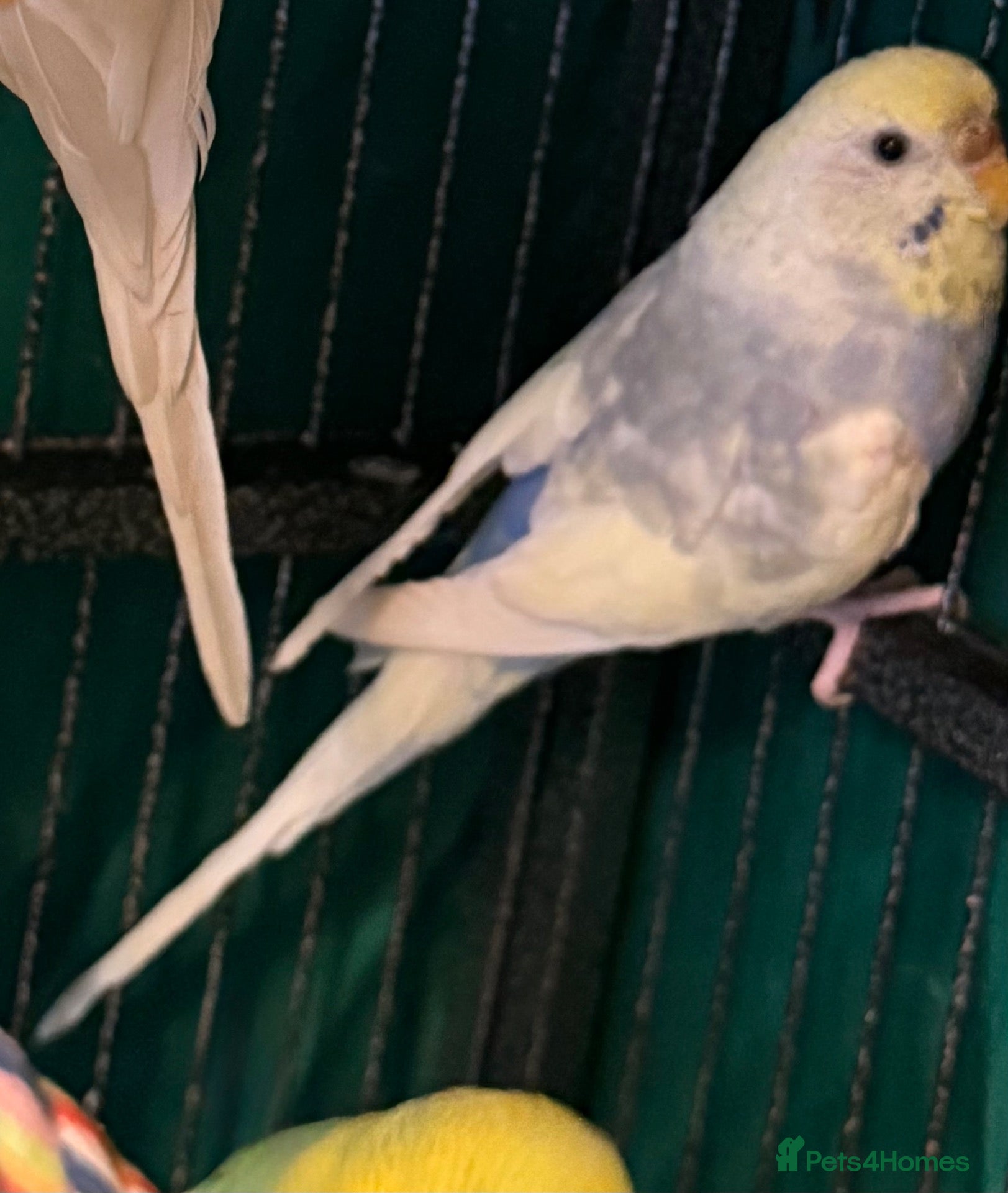 Budgerigars birds  bonded budgies  5 months old females  - Advert 2