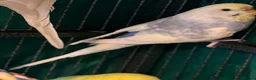 Budgerigars birds for sale: Sold Young Bonded  —  rainbow 🌈 & white albino  - Advert 6