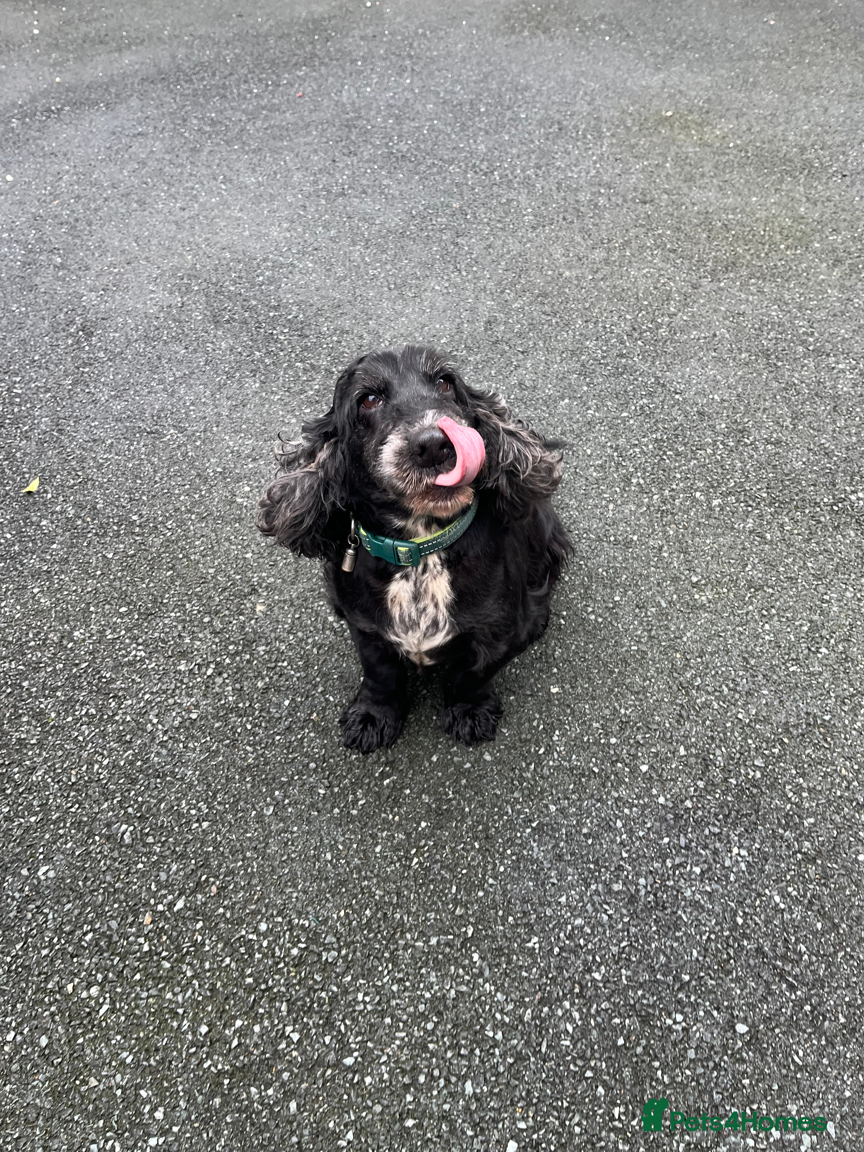 Cocker Spaniel dogs for sale: Cocker spaniel  - Advert 1