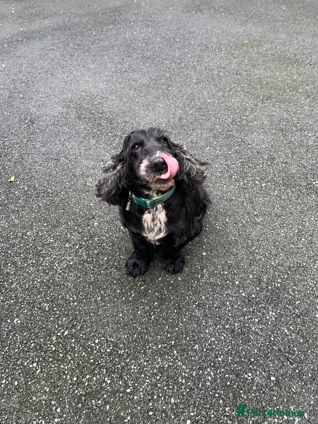 Cocker Spaniel dogs for sale: Cocker spaniel  - Advert 2