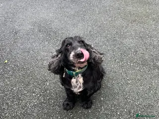 Cocker Spaniel dogs for sale: Cocker spaniel - Advert 1