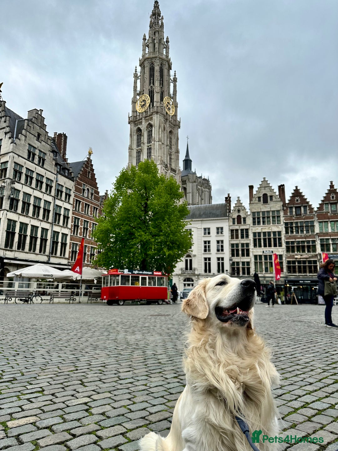 Golden Retriever dogs for stud: KC English Cream Golden Retriever Stud - Image 33