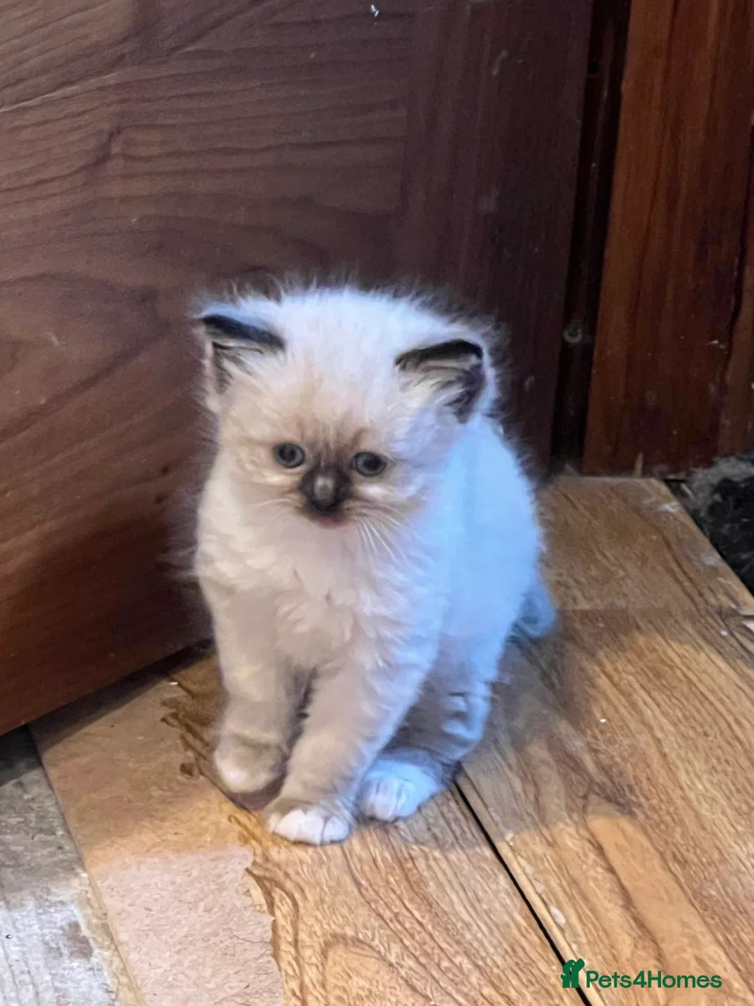 Ragdoll cats for sale: Ragdoll Kittens, ready to leave at 8 weeks  - Advert 2