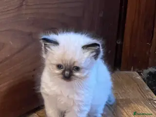 Ragdoll cats Ragdoll Kittens, ready to leave at 8 weeks - Advert 7