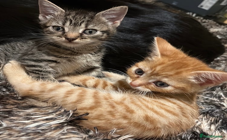Mixed Breed cats - Advert 3