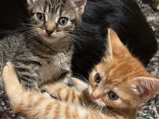 Mixed Breed cats - Advert 10