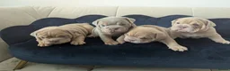 English Bulldog dogs for sale: Gorgeous English Bulldogs  - Advert 2