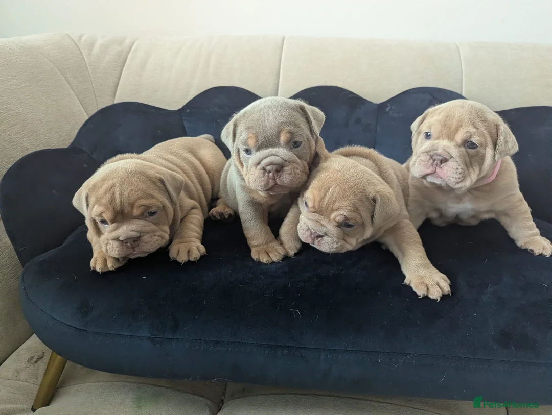 English Bulldog dogs for sale: Gorgeous English Bulldogs  - Advert 2