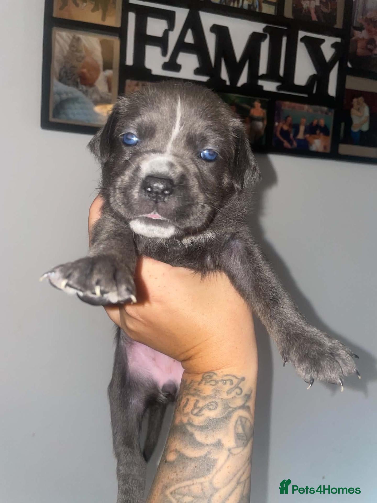 Cane Corso dogs Full breed cane corso puppies - Advert 2