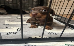 Miniature Dachshund dogs for sale: Miniature Dachshunds for sale  - Image 1
