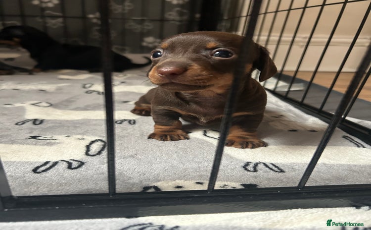 Miniature Dachshund dogs - Advert 1