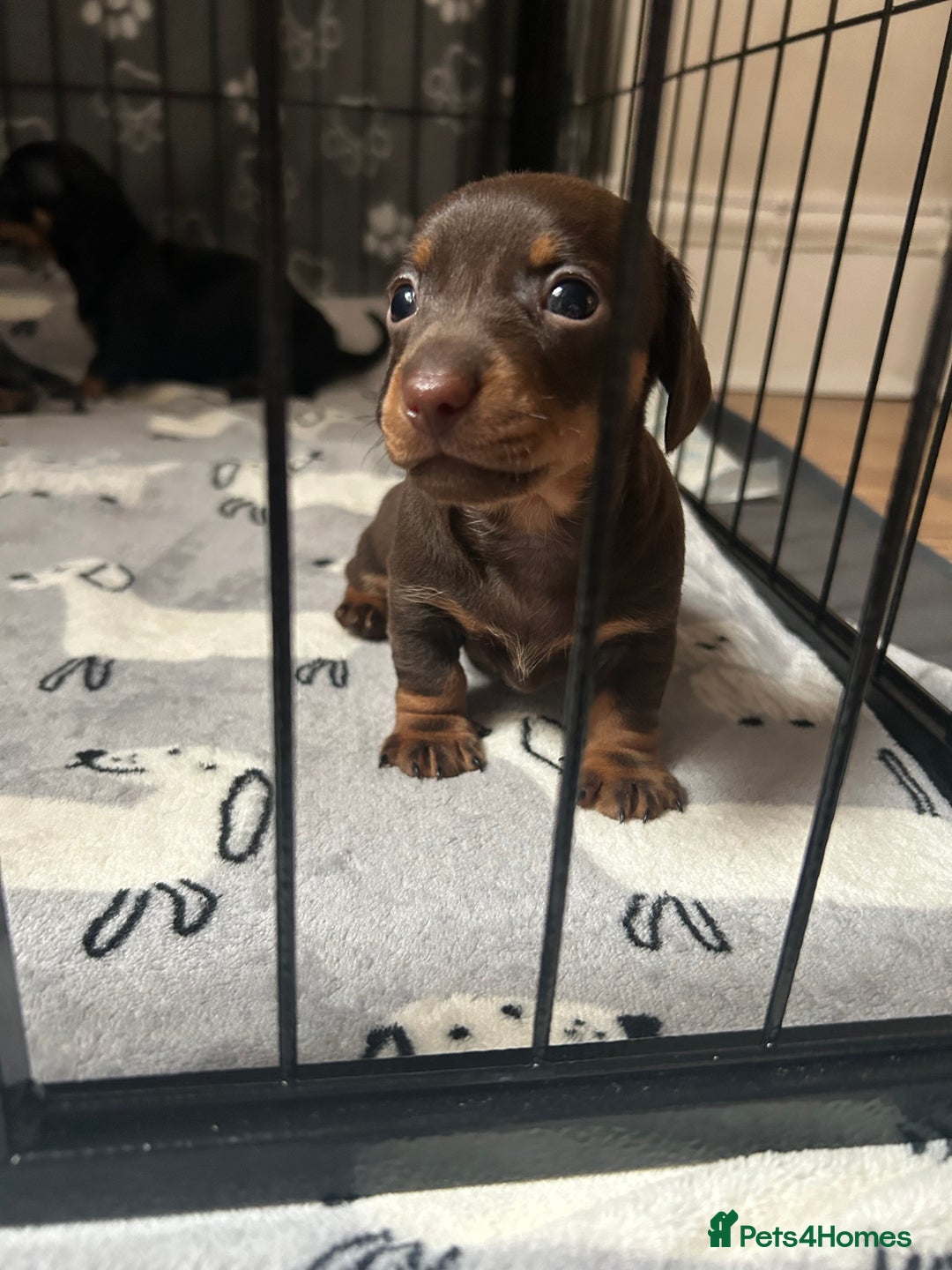 Miniature Dachshund dogs for sale: Miniature Dachshunds for sale  - Image 1