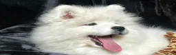 Samoyed dogs for sale: Beautiful Samoyed Puppies from Champion Father - Advert 12