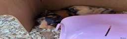 Guinea Pig rodents for sale: Guinea pigs for sale  in Caernarfon - Advert 15