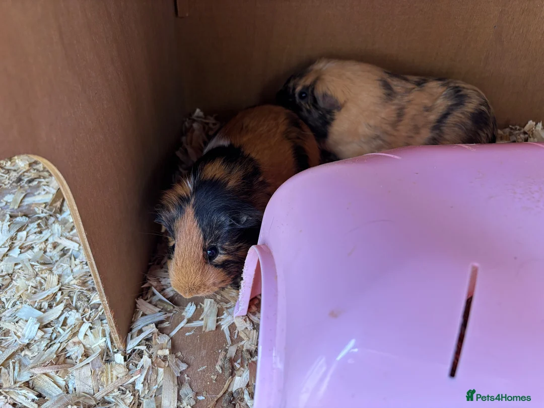 Guinea Pig rodents for sale: Guinea pigs for sale  in Caernarfon - Advert 15