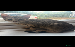 Bengal cats for sale: Bengal cubs for sale  - Image 7