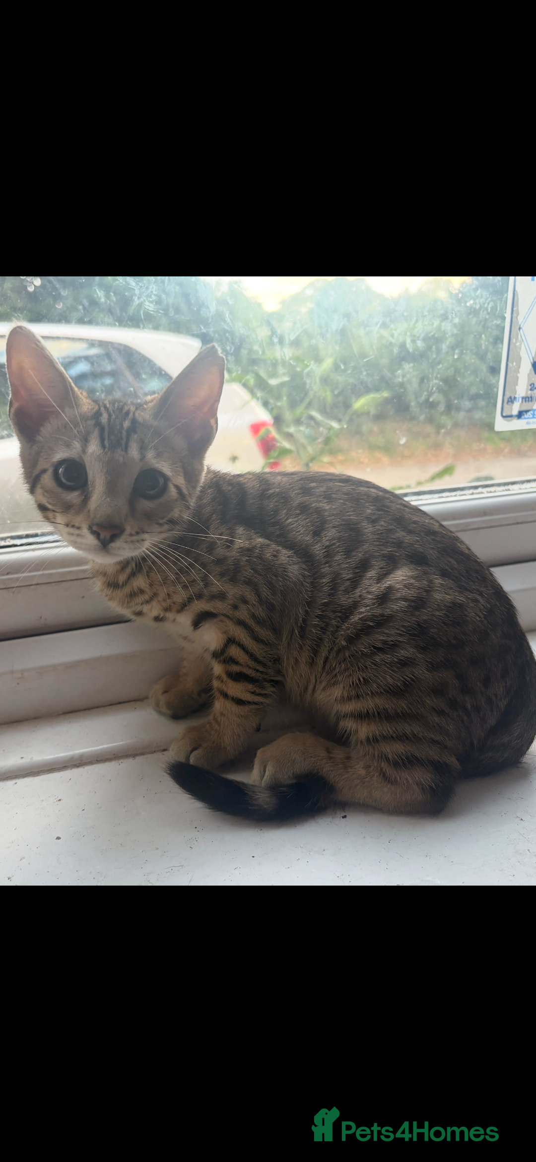 Bengal cats for sale: Bengal cubs for sale  - Image 7