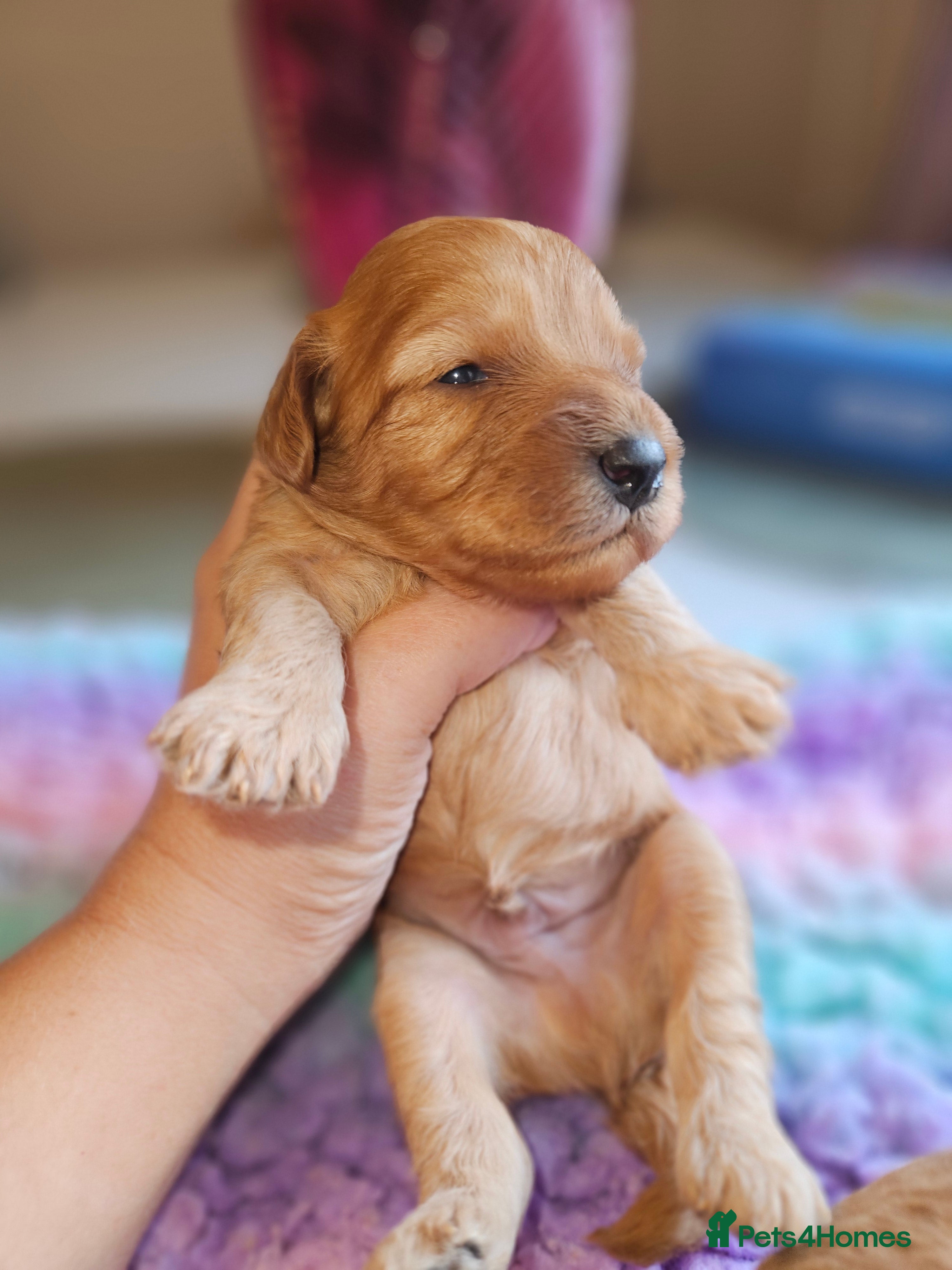 Cavapoo dogs Licensed breeder tiny toy red cavapoo pups  - Advert 2