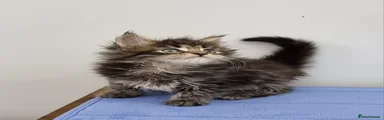 Maine Coon Kitten 4