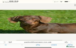 Miniature Dachshund dogs for sale: Miniature Pups ready for their New Forever Homes! - Image 13