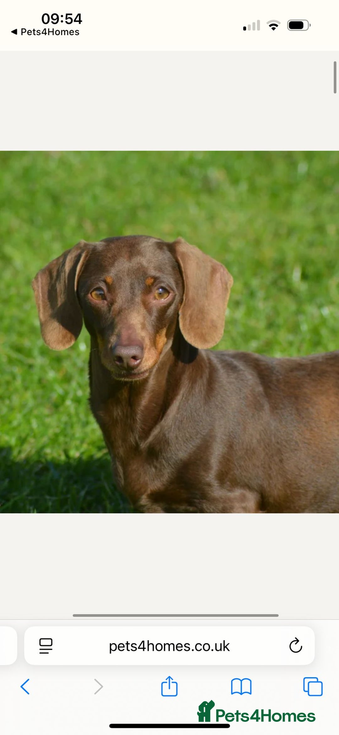 Miniature Dachshund dogs for sale: Miniature Pups ready for their New Forever Homes! - Image 13