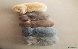 Mixed Breed rabbits for sale: Rabits - Image 3