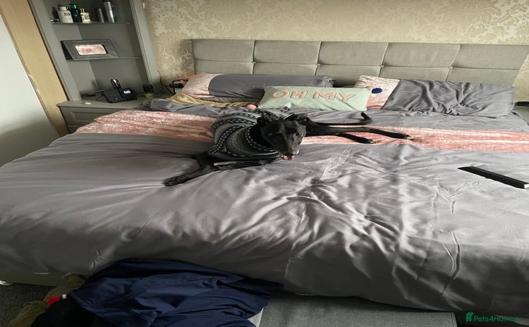 Greyhound dogs - Advert 1