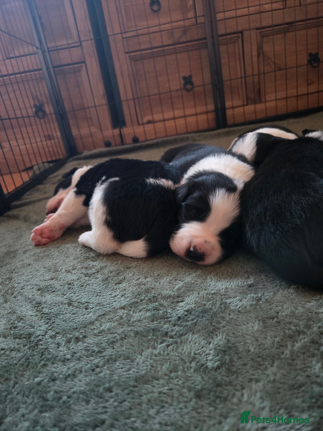 Border Collie dogs for sale: Border collie puppies  - Advert 3