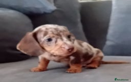Miniature Dachshund dogs for sale: *READY TO GO* Miniature Daschund Puppies - Image 25