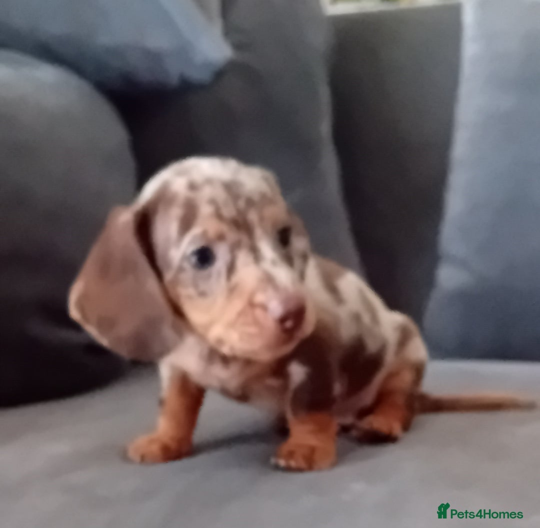 Miniature Dachshund dogs for sale: *READY TO GO* Miniature Daschund Puppies - Image 25