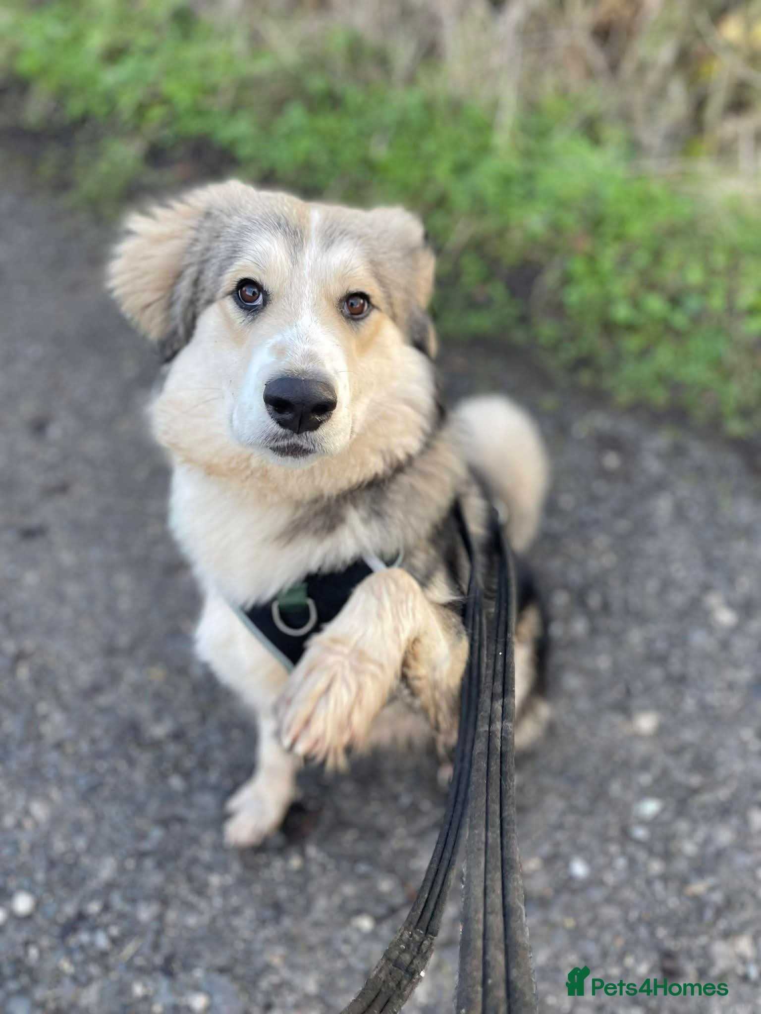 Mixed Breed dogs Meet Bolt, currently residing in Cheshire  - Advert 1