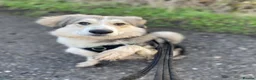 Mixed Breed dogs for adoption: Meet Bolt, currently residing in Cheshire  in Nantwich - Advert 1