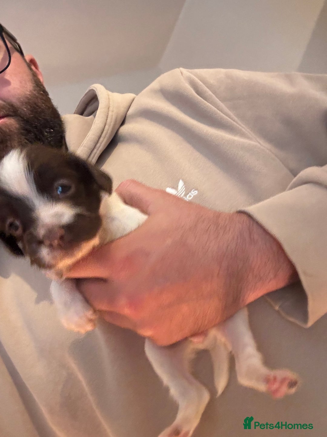 English Springer Spaniel dogs for sale: 7 springer spaniel puppies. Both parents working - Advert 13