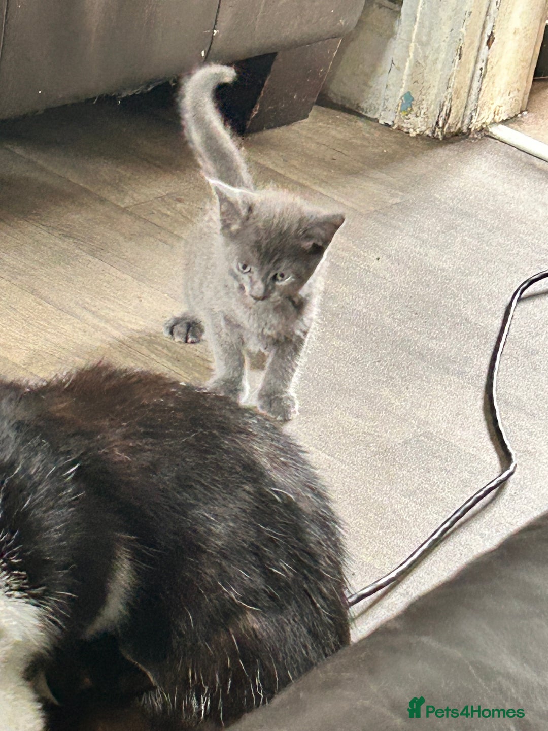 Mixed Breed cats for sale: 4 beautiful kittens looking for forever homes - Image 10