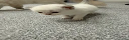 Bengal cats for sale: 4Beautiful Male Kitten Ragdoll & Ragdoll x Bengal in Altrincham - Advert 7