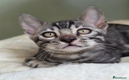 Bengal cats for sale: Gorgeous Silver and Charcoal Bengals  - Image 11