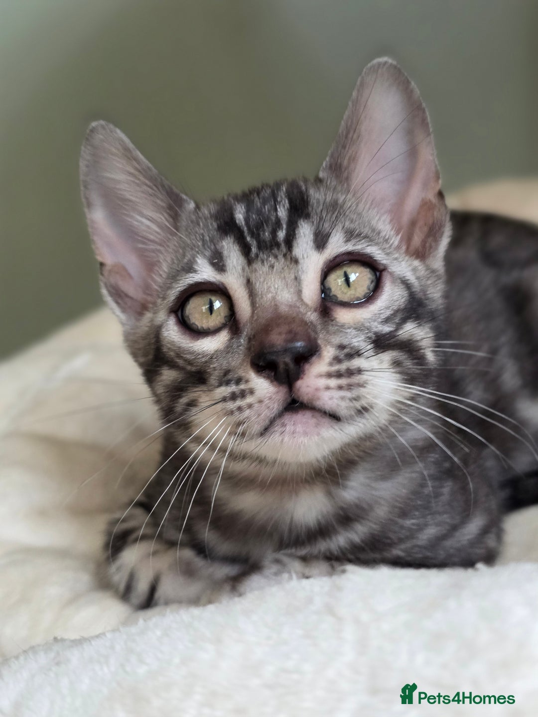 Bengal cats for sale: Gorgeous Silver and Charcoal Bengals  - Image 11
