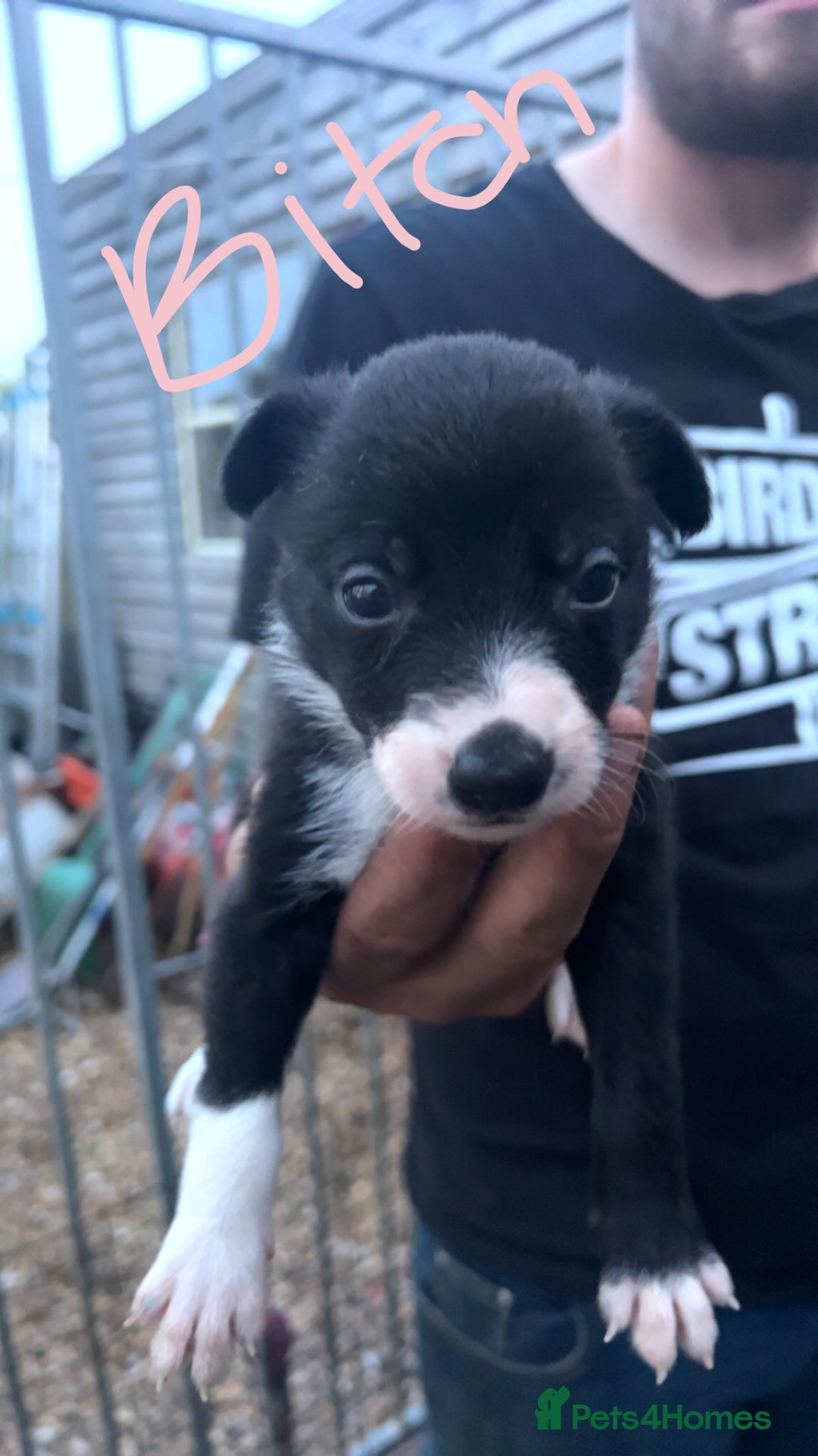 Border Collie dogs for sale: Working Border Collies - Image 3
