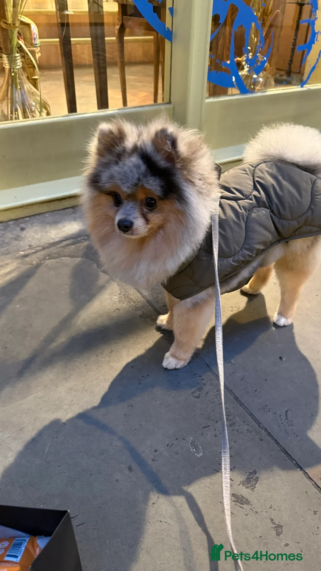 Pomeranian dogs for stud: Rare Blue & Tan Merle Pomeranian Stud – London  - Advert 25