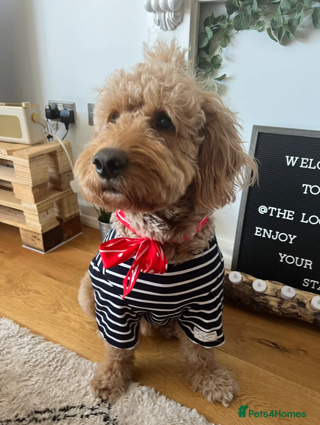 Goldendoodle dogs for stud: Proven Miniature Goldendoodle Stud – Noah 🐾 in London - Advert 9