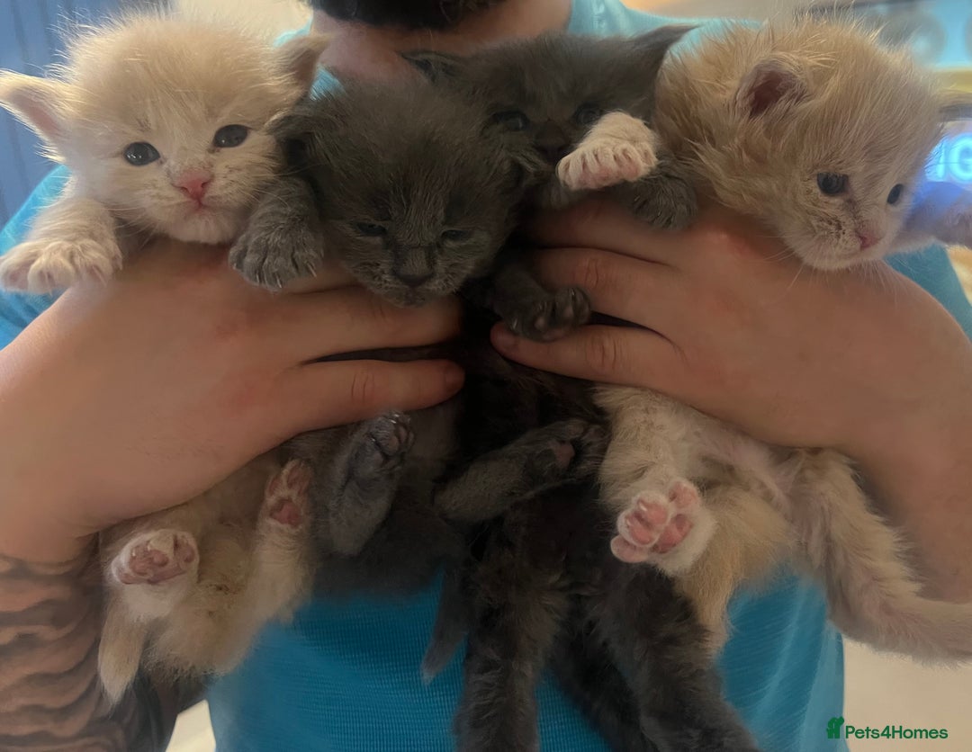 Maine Coon cats for sale: maine coon kittens  - Image 2