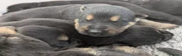 German Shepherd dogs for sale: Champion-Line KC Pups From Health Tested Parents - Advert 12