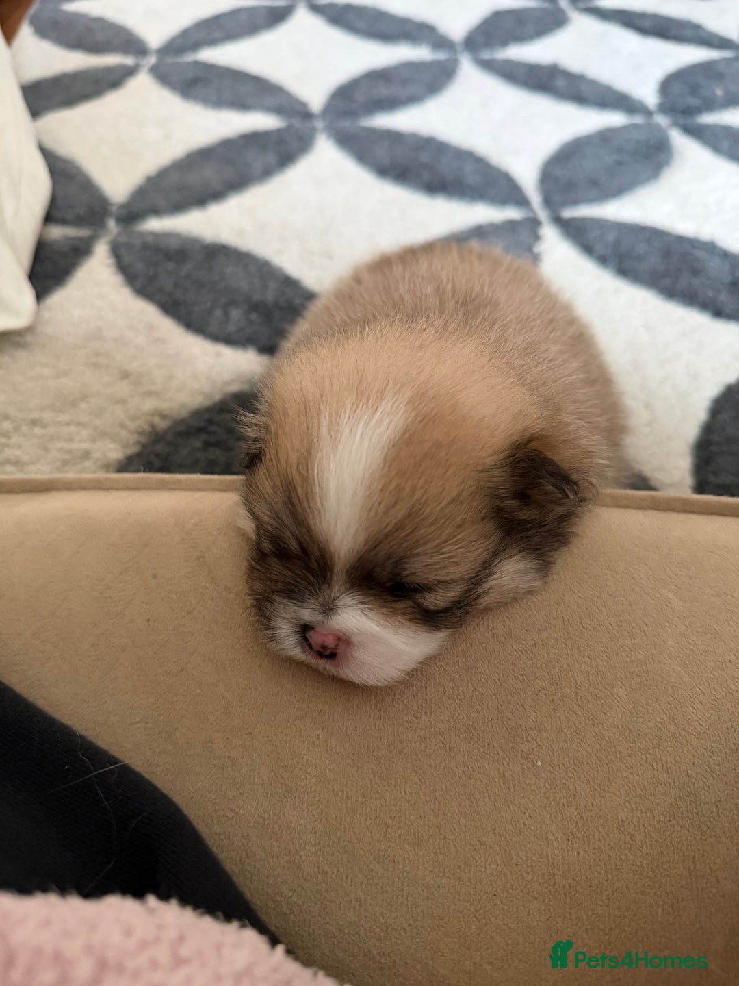 Pomeranian dogs for sale: EXTRA SMALL POMERANIAN PUPPIES  - Advert 18