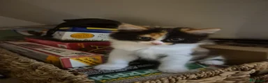 Mixed Breed 2